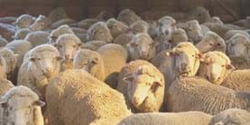 Live sheep export impact for farmers Smith Shearer